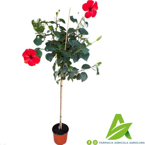 Piante ornamentali