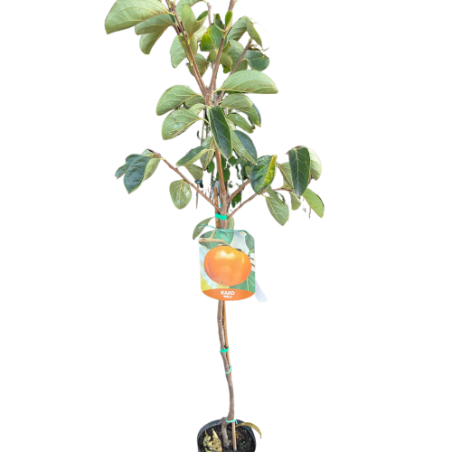 Alberi da frutto